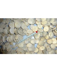 Sea urchin, flat, round, Morocco, 10 pieces