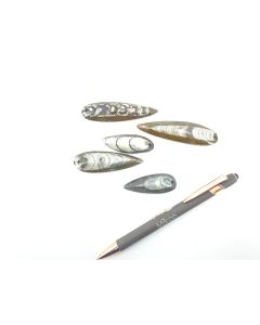 Orthoceras pendant 4-8 cm with hole in brown, 10 pieces