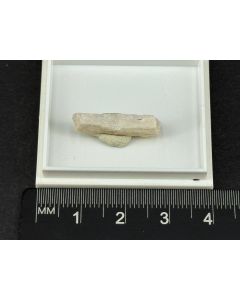 Fluoborite; Amboy, Bristol Mtns., B.C., Canada; TN; unique piece