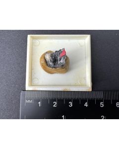 Elpasolite xls; Le Cetine, Tuscany, Italy; TN; unique piece
