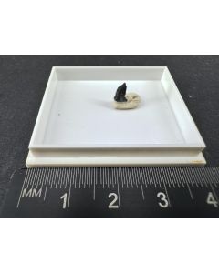 Hessite Xl; Botes, Transylvania, Romania; micromount; unique piece