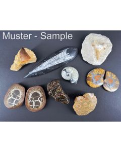 Fossils set; with 8 different fossils; 1 piece 