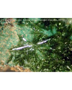 Olivenite xx; Mina Blanca, Cobaltera, Freirina, III-Region, Atacama Desert, Chile; MM