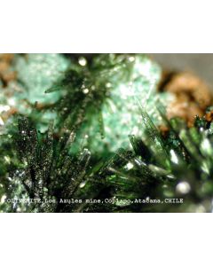 Olivenite xx; Mina El Guanaco, East Catalina, Taltal, II-Region, Atacama Desert, Chile; KS