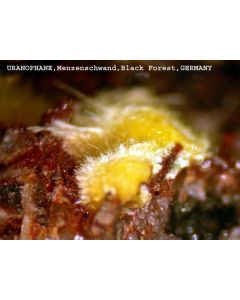 Uranophane xx; Menzenschwand, Schwarzwald, Germany; MM