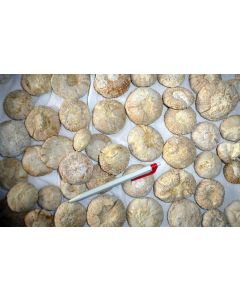 Sea ​​urchin, round, Morocco, 1 piece