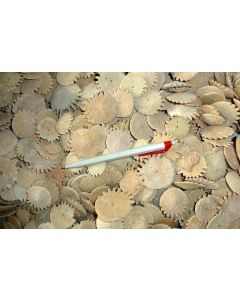 Sea urchin with thorns, Morocco, 50 piece