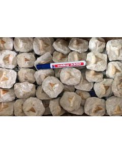 Shark teeth, small, mounted in matrix, Morocco, 1 piece