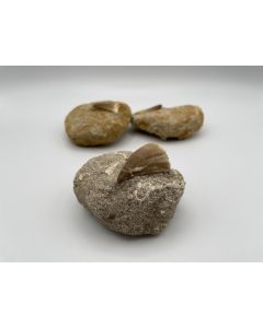 Mosasaurus teeth, on matrix, Morocco, 1 piece