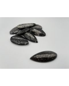 Orthoceras, 4 - 6 cm, polished, Morocco, 1 piece