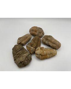 Trilobite Calymene (real!) Morocco 6 cm, 1 piece