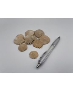 Sea ​​urchin with thorns, Morocco, 1 piece