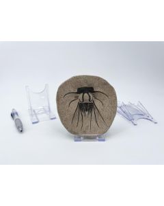 Adjustable display stand; medium; 10 piece