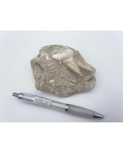 Shark teeth; large, in matrix, Morocco; 1 piece