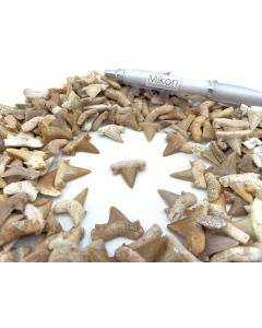 Shark teeth; small, approx. 1-2 cm, Morocco; 100 pieces