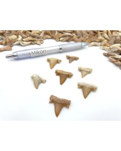 Shark teeth; small, approx. 1-2 cm, Morocco; 1 piece