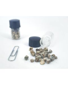 Hydropyrochlore Xl; Lueshe Mine, Democratic Republic of Congo; 5 g lot of loose xls, MM