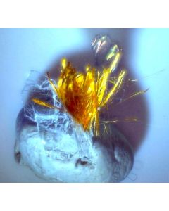 Ludlockite xls; Ojuela Mine, Mapimi, Mexico; MM