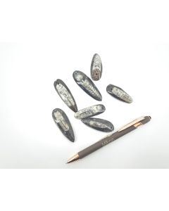 Orthoceras pendant 4-8 cm with hole in black, 10 pieces