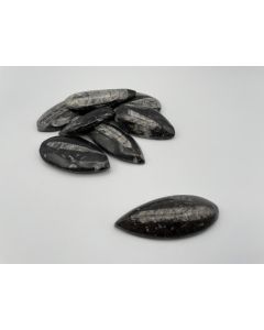 Orthoceras, 4 - 6 cm, polished, Morocco, 10 pieces
