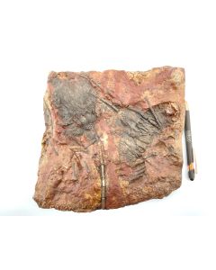 Crinoid head, Morocco,  large, ca. 24 x 24 cm, 1 piece