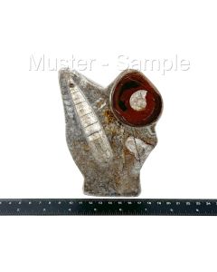 Ammonite - Orthoceras plate with stand, app. 12 x 18 cm, polished, brown, Morocco, 1 piece