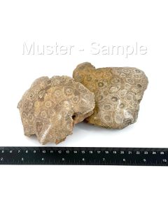 petrified coral, Morocco, polished, 1 piece