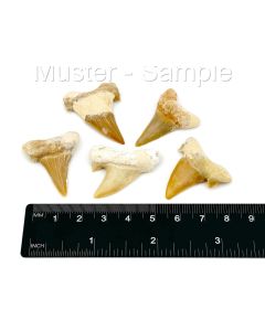 Shark teeth, reconstructed, 5-6 cm, Morocco, 50 pieces
