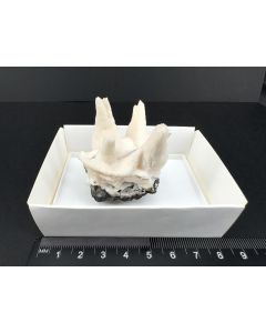 Manganese-bearing Aragonite xx; Pasta Bueno, Peru; Min; unique piece