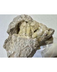 Weloganite xls; Francon Quarry, Montreal, Canada; Daryl Dodd Collection, Scab