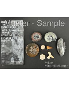 Fossils set; with 8 different fossils; 1 piece