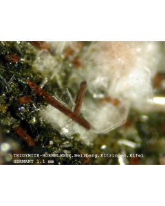 Tridymite xx; Bellerberg, Ettringen, Eifel, Germany; MM