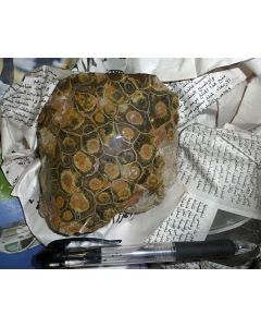 petrified coral, Morocco, polished, 10 pieces