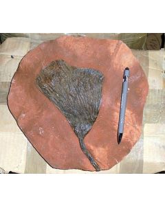 Crinoid head, Morocco, large, 1 piece