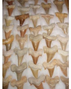Shark teeth, large, Morocco, 100 piece