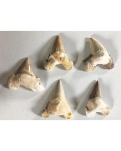 Shark teeth, repaired, 5-6 cm, Morocco, 50 pieces