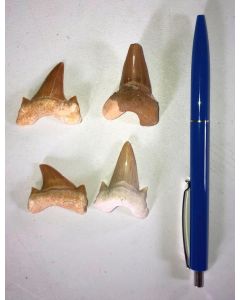 Shark teeth, 3 cm, Morocco, 100 pieces