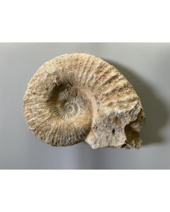 Ammonite 20 - 30 cm, rough, ready prepared, Morocco, 1 piece