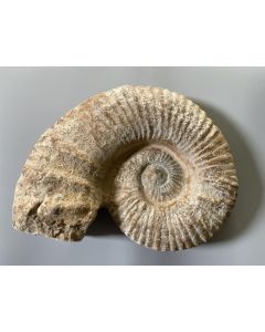 Ammonite 35 - 40 cm, rough, ready prepared, Morocco, 1 piece