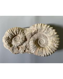 Ammoniten on Matrix, raw, prepared, 2-3 Pieces, 35 - 40 cm,  Marokko, 1 Piece