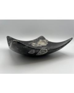 Orthoceras bowl; square, curved, black, app. 16 cm; 1 piece