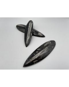 Orthoceras, 13 - 20 cm, polished, Morocco, 10 pieces