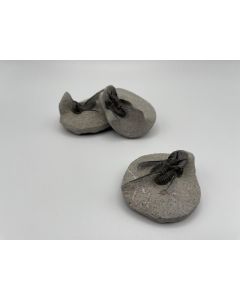 Trilobite Otarion (REAL), black, Morocco, 1 piece