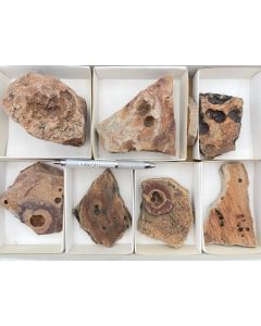 Fossils, precambrian (Albumarid/Skinnera sp., etc.); Nama Formation, Namibia; 1 flat