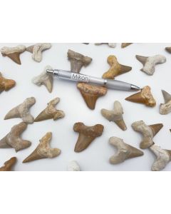 Shark teeth; medium, approx. 3-4 cm, Morocco; 10 piece