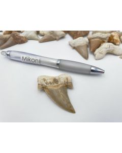Shark teeth; medium, approx. 3-4 cm, Morocco; 1 piece
