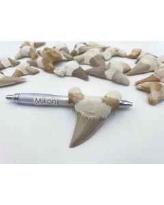 Shark teeth; large, completed, app. 5-7 cm, Morocco; 1 piece