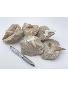 Shark teeth; large, in matrix, Morocco; 10 pieces