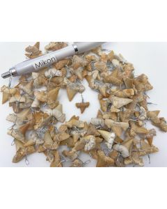 shark teeth; wired as pendant, Morocco; 100 pieces