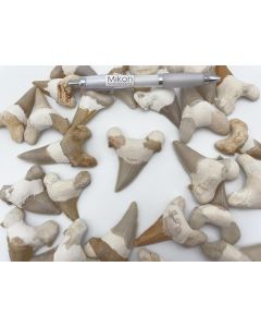 shark teeth; large, completed, app. 5-7 cm, Morocco; 50 pieces